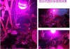 LED植物補光燈泡-數(shù)字輸出型傾角傳感器模塊-北京西星光電科技有限公司